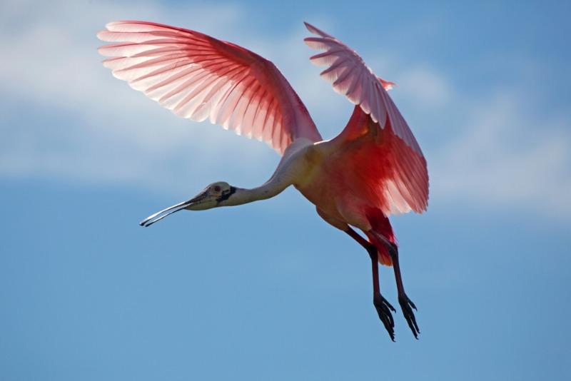 Port Aransas Birding: A roseate spoonbill flaps its wings in mid-air in Port Aransas, TX.